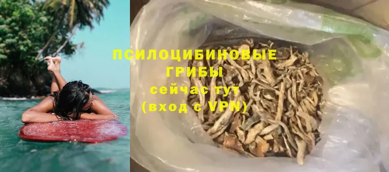 Псилоцибиновые грибы Psilocybine cubensis  Мамадыш 